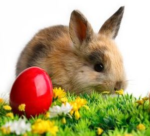 Zu Ostern legen wir Ihnen einen e-Reader ins Körbchen!